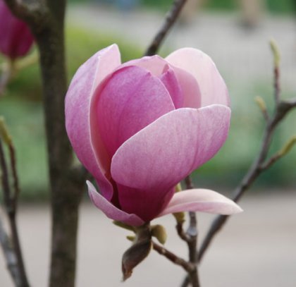 magnoliu2 - flori frumy
