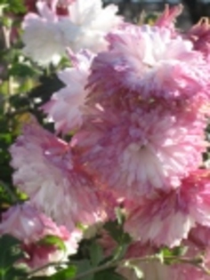 crizanteme - flori frumy