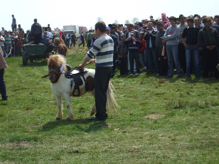 Expo Radauti-1 Mai 2011 050 - Expo Bucovina-1Mai 2011