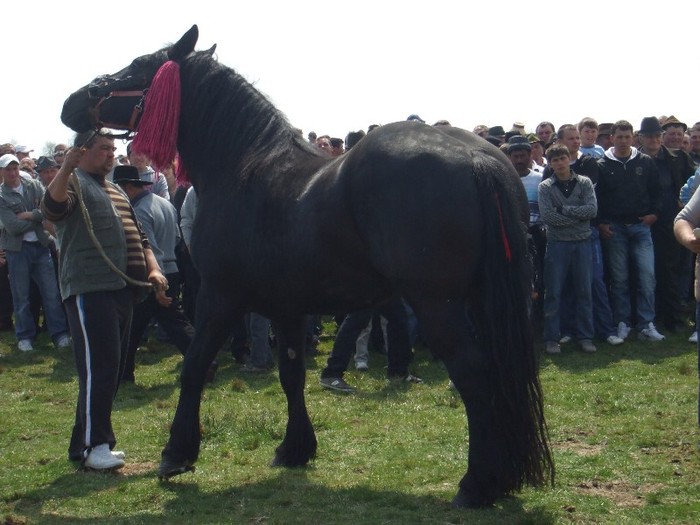 Expo Radauti-1 Mai 2011 055 - Expo Bucovina-1Mai 2011