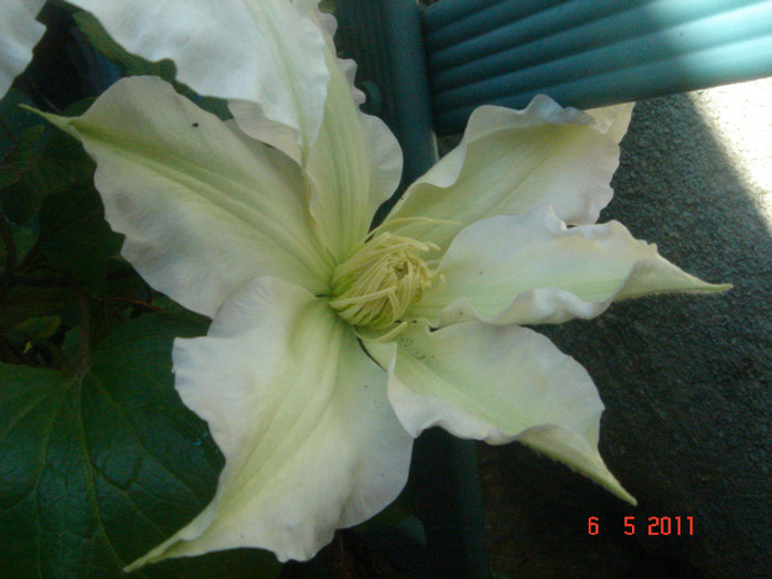 clematita