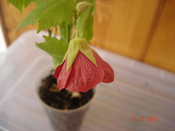 DSC01414 - Abutilon 2011