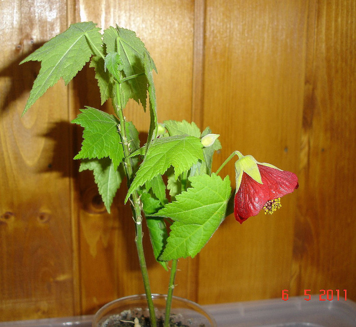 DSC01415 - Abutilon 2011