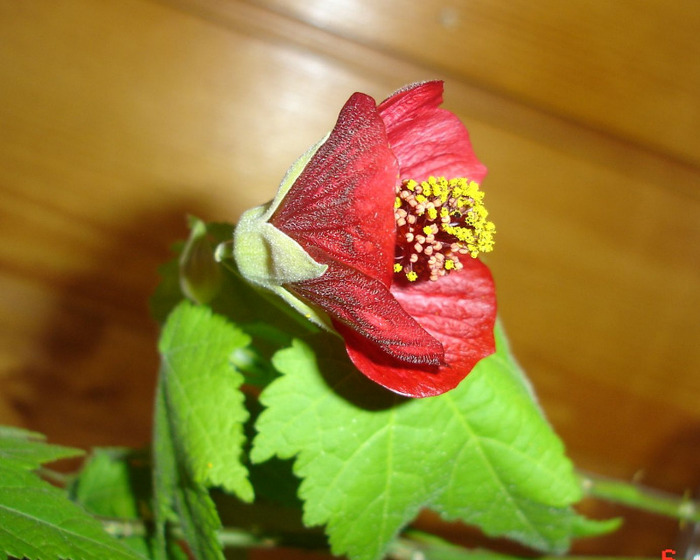 DSC01416 - Abutilon 2011