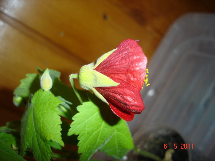 DSC01417 - Abutilon 2011