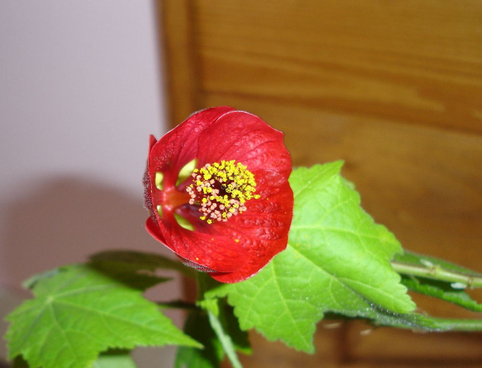 DSC01419 - Abutilon 2011