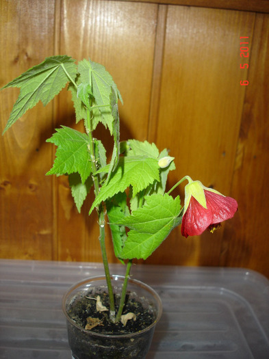 DSC01420 - Abutilon 2011