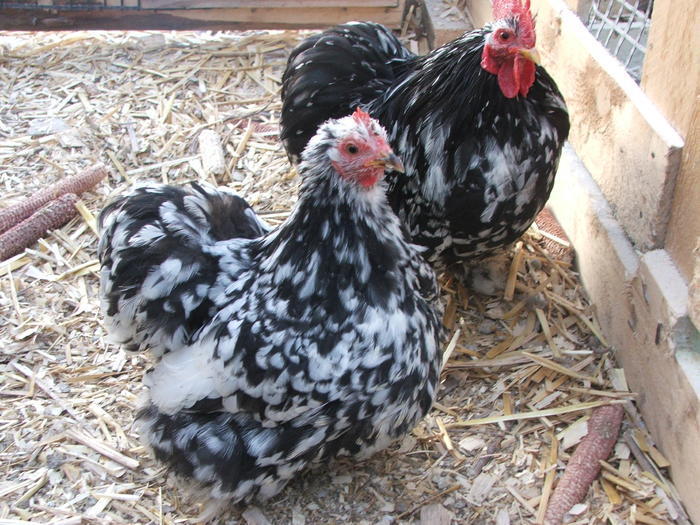 cochin bobat pitic - Cochin Bantams