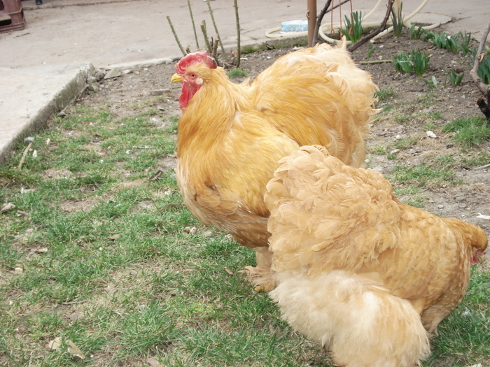 cochin galben - Cochin Bantams