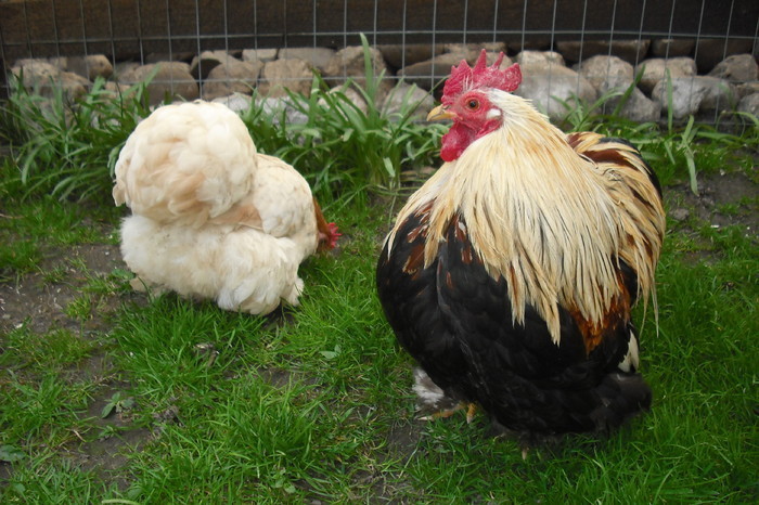 cochin mestecaniu - Cochin Bantams