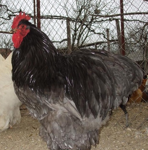 Cochinchina Urias Albastru - Cochin Bantams