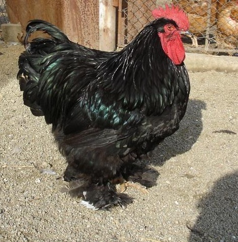 Cochinchina Urias Negru - Cochin Bantams