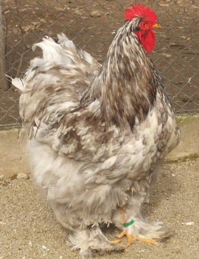 Cochinchina Urias - Cochin Bantams