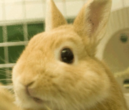ãƒŠã‚«ãƒ¡ãƒ­ã‚°-ã¶ã‚‹ã‚“ã£å§«-rabbit-gif-animated-sweet-animal-stuff-animals-new-CRITTERS-ROCK-my-
