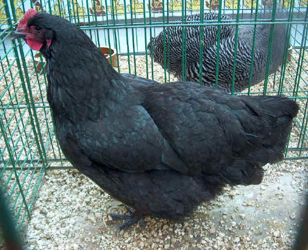 2 - Australorps