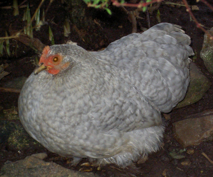 Pekin Bantam 5 - Pekin Bantam