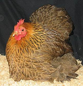 Pekin Bantam 7 - Pekin Bantam