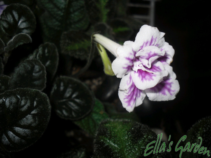 Bristol's Mei Lei - 2011 Streptocarpus