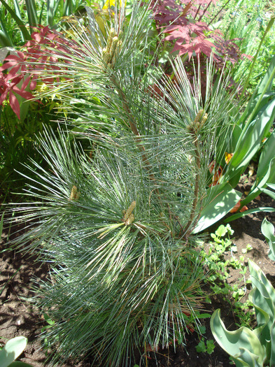 Pinus wallichiana Densa Hill (11, May06) - Pinus wallichiana_Bhutan Pine