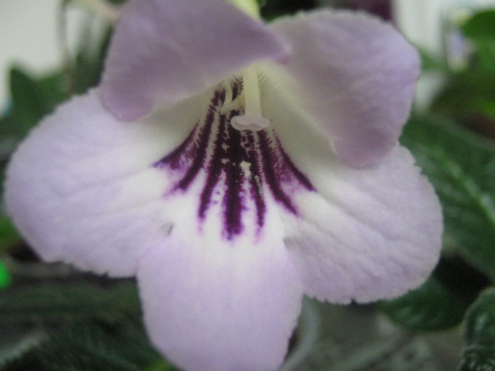  - streptocarpus Winter Mint