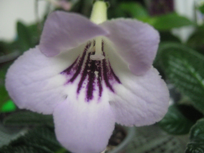  - streptocarpus Winter Mint