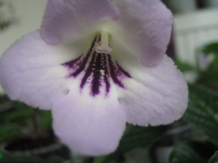  - streptocarpus Winter Mint