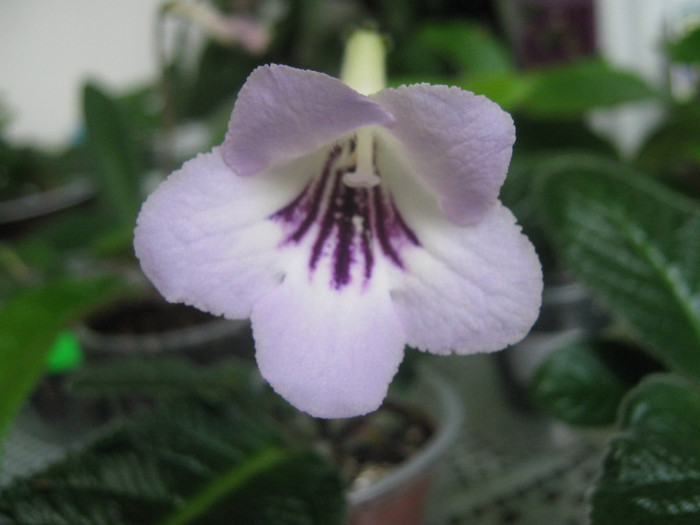  - streptocarpus Winter Mint