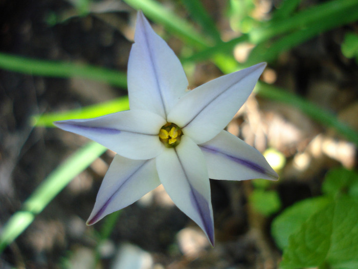 Ipheion Wisley Blue (2011, May 06)