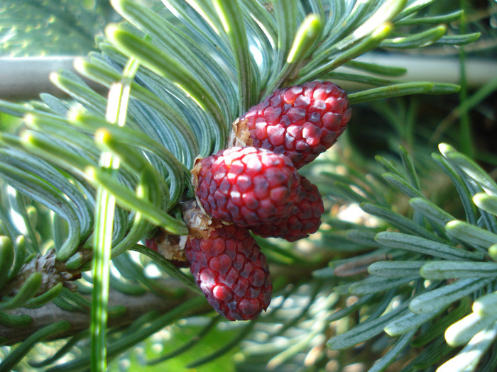 Abies procera Glauca (2011, May 06) - Abies procera Glauca