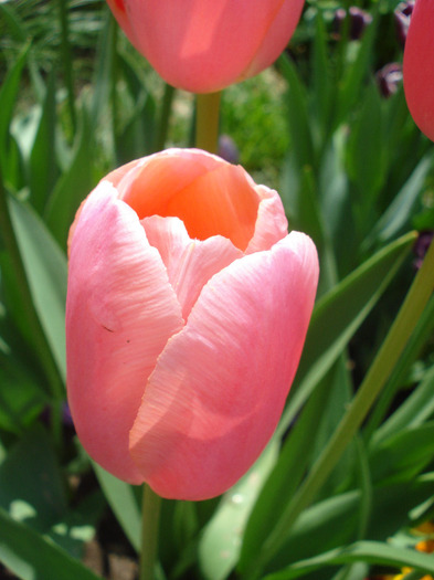 Tulipa Menton (2011, May 06)