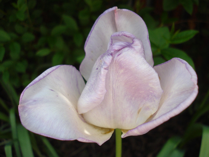 Tulipa Shirley (2011, May 06)