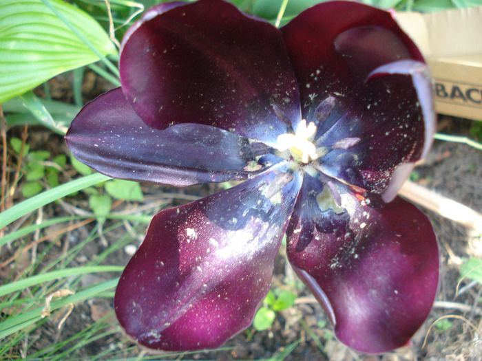 Tulipa Queen of Night (2011, May 06) - Tulipa Queen of Night
