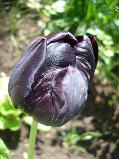 Tulipa Queen of Night (2011, May 06)