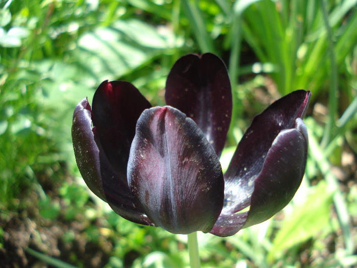 Tulipa Queen of Night (2011, May 06) - Tulipa Queen of Night