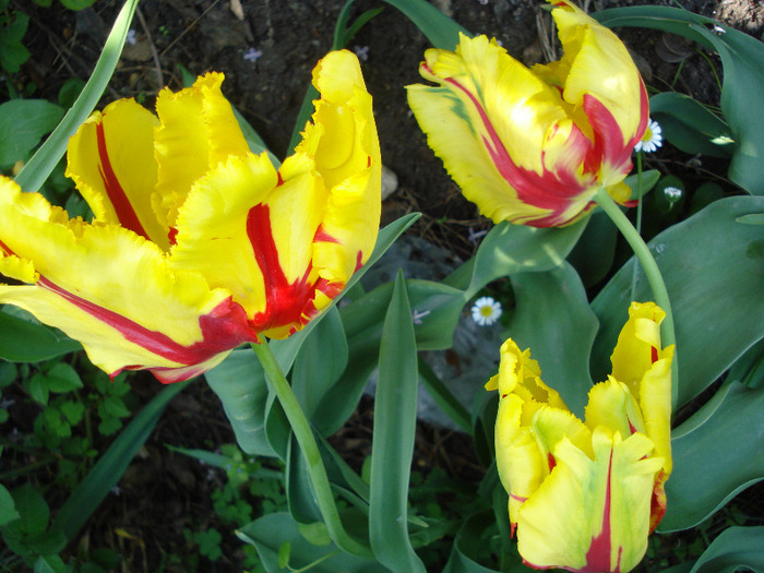 Tulipa Texas Flame (2011, May 06)