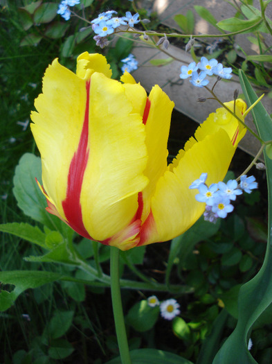 Tulipa Texas Flame (2011, May 06)