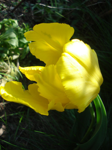 Tulipa Texas Gold (2011, May 06) - Tulipa Texas Gold