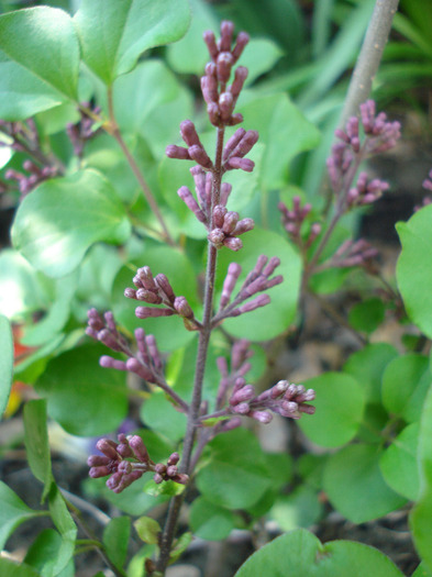 Syringa patula Miss Kim (2011, May 06) - Liliac_Syringa patula Miss Kim