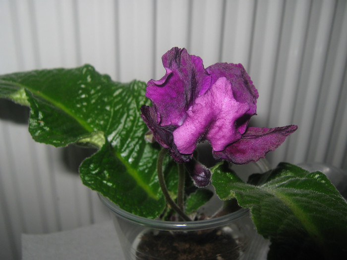 Picture 1330 - streptocarpus Black Gardenia