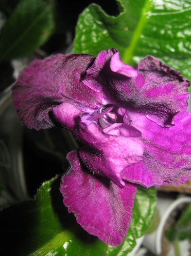 Picture 1325 - streptocarpus Black Gardenia