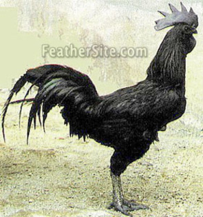 1 - Ayam Cemani