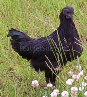 6 - Ayam Cemani