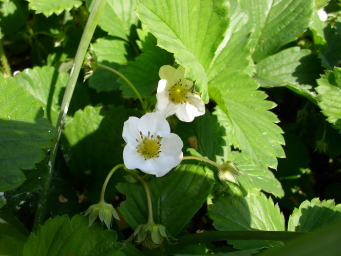 flori de capsune - GRADINA