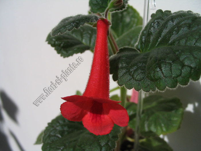 Sinningia Red Raindrops 17 - GLOXINIA _ SINNINGIA