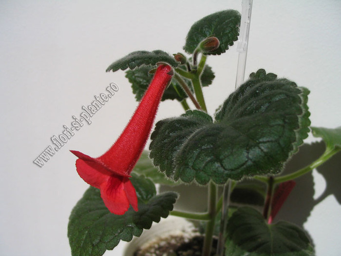 Sinningia Red Raindrops 18 - GLOXINIA _ SINNINGIA