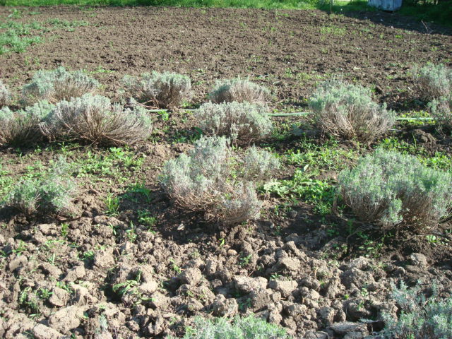 DSC06982 - LAVANDA