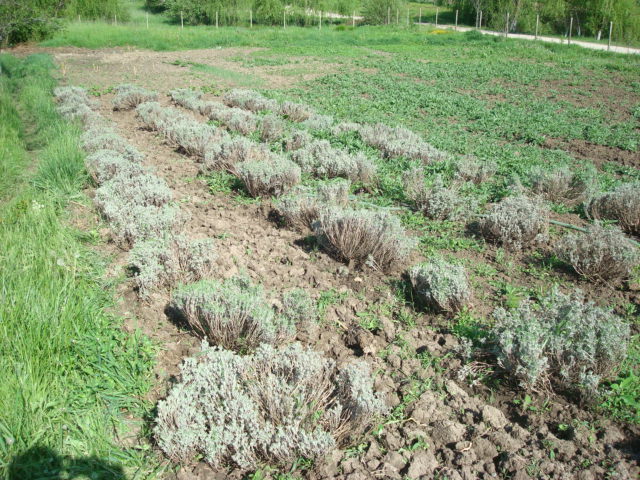 DSC06983 - LAVANDA