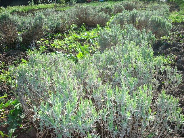 DSC06984 - LAVANDA