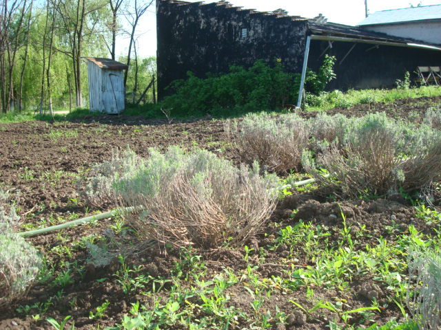 DSC06985 - LAVANDA