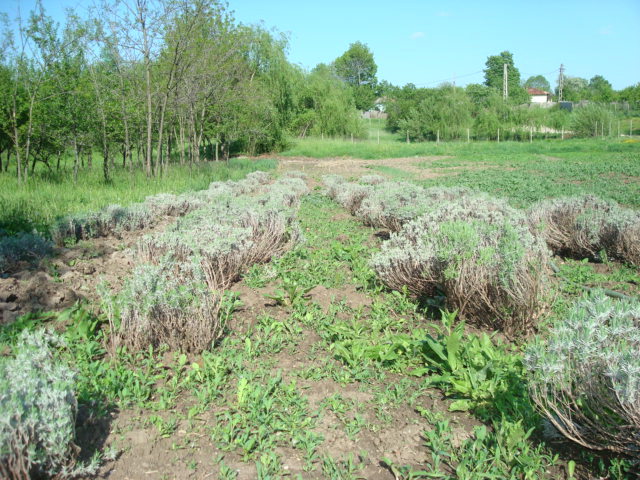 DSC06986 - LAVANDA